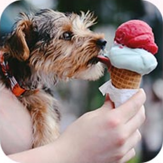 dog licking ice-cream